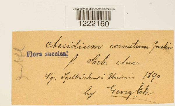 Aecidium cornutum image