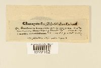 Aecidium cornutum image