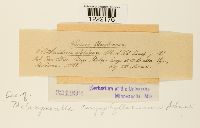 Aecidium elatinum image