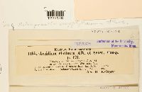 Aecidium elatinum image