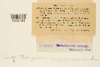 Aecidium elatinum image