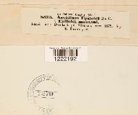 Aecidium epilobii image