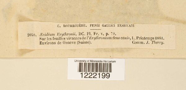 Aecidium erythronii image