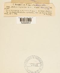 Aecidium euphorbiae image