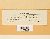 Aecidium euphorbiae image