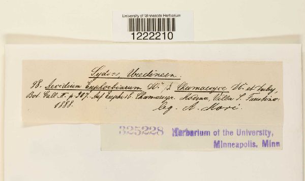 Aecidium euphorbiarum image