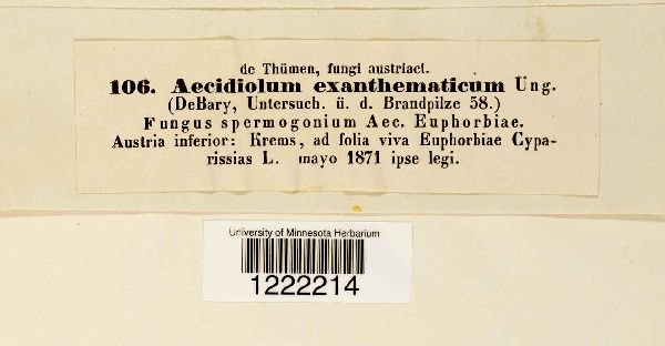 Aecidiolum exanthematicum image