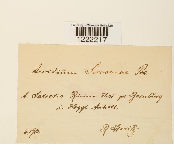 Aecidium falcariae image