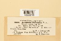 Aecidium falcariae image