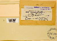 Aecidium falcariae image