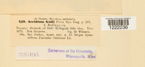Aecidium galii image