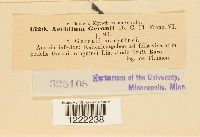 Aecidium geranii image