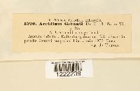 Aecidium geranii image