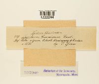 Aecidium grossulariae image