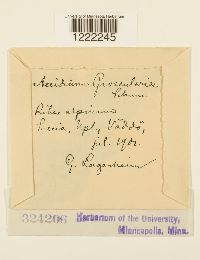 Aecidium grossulariae image