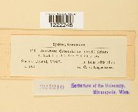 Aecidium grossulariae image