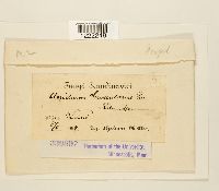 Aecidium grossulariae image