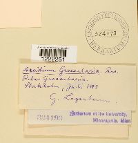 Aecidium grossulariae image