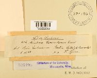 Aecidium grossulariae image