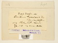 Aecidium grossulariae image