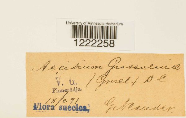 Aecidium grossulariae image