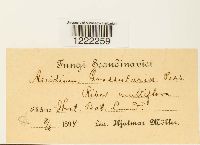 Aecidium grossulariae image