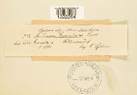 Aecidium grossulariae image