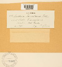 Aecidium grossulariae image