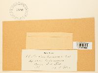 Aecidium grossulariae image