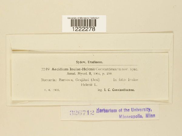 Aecidium inulae-helenii image