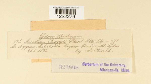 Aecidium isopyri image