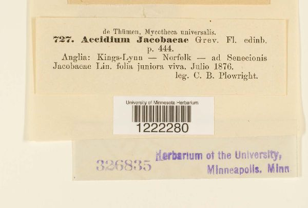 Aecidium jacobeae image