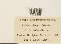 Aecidium isopyri image