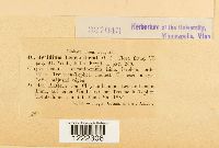 Aecidium leucanthemi image