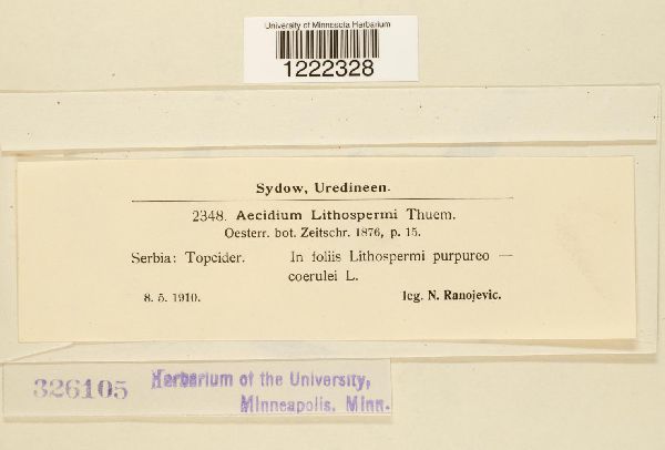 Aecidium lithospermi image