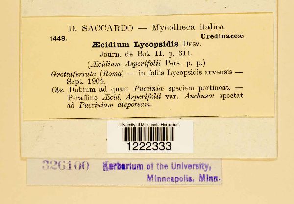 Aecidium lycopsidis image