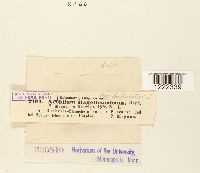 Aecidium magelaenicum image