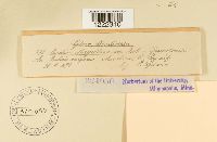 Aecidium magelaenicum image