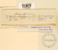 Aecidium magelaenicum image