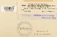 Aecidium magelaenicum image