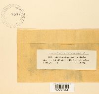 Aecidium magelaenicum image