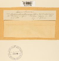 Aecidium magelaenicum image