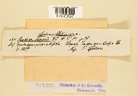 Aecidium mespili image