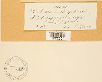 Aecidium mespili image