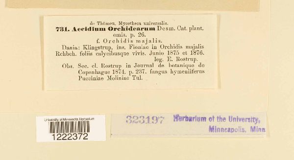 Aecidium orchidearum image