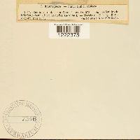 Aecidium orchidearum image