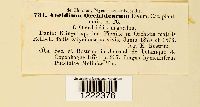 Aecidium orchidearum image