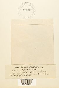 Aecidium orobi image