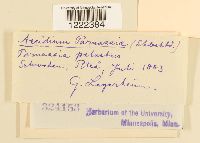 Aecidium parnassiae image