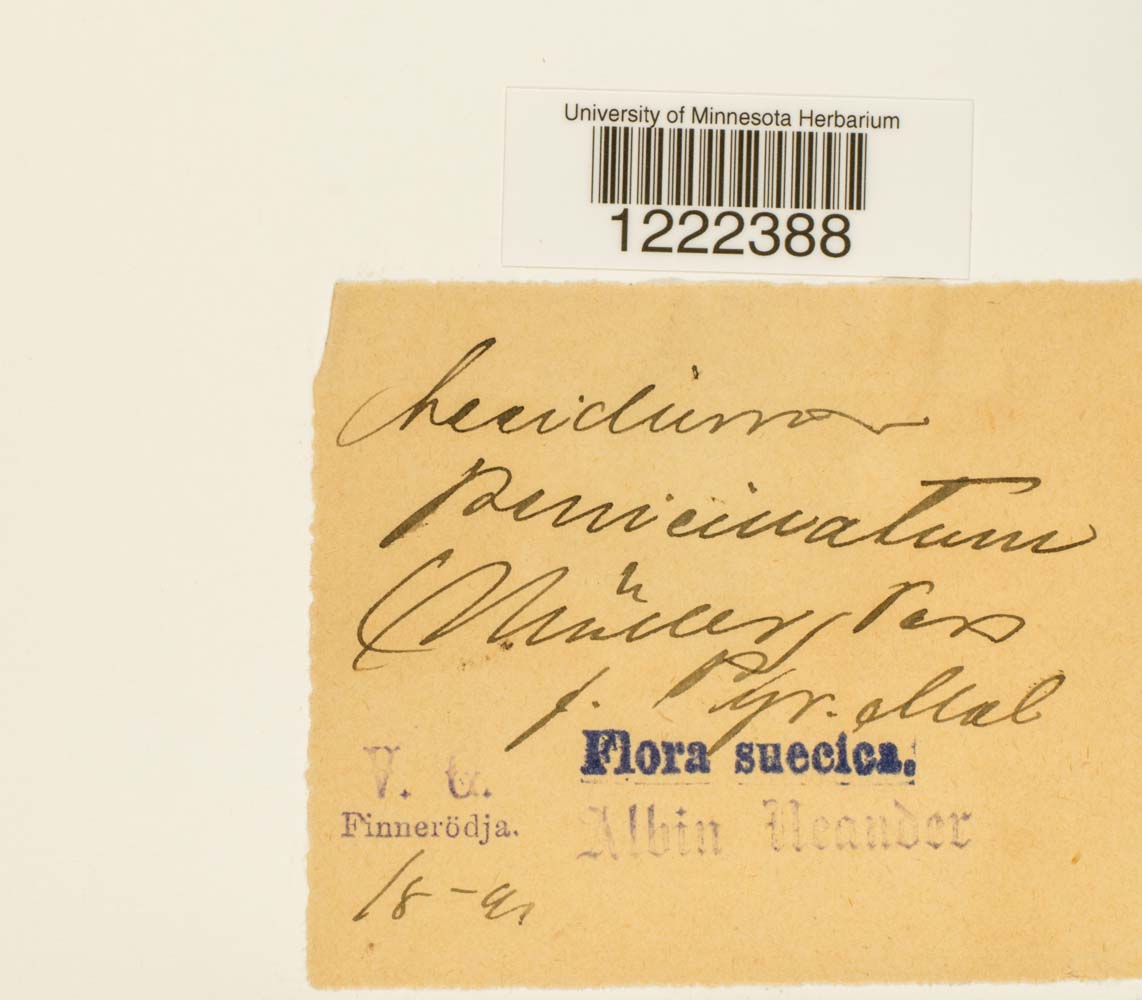 Aecidium penicillatum image